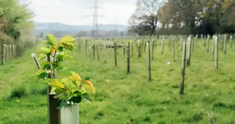 Generic picture of young trees in a field that have been recently planted