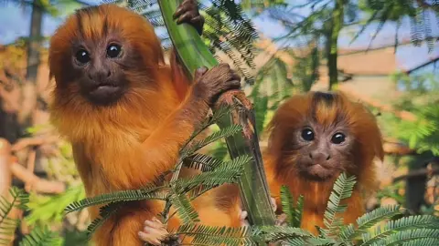 London Zoo Golden Lion Tamarin Twins Pomelo (kiri) dan clementine (kanan), primata dengan bulu oranye terang dan mata cokelat besar, lihat kamera sambil menggantung dari vegetasi