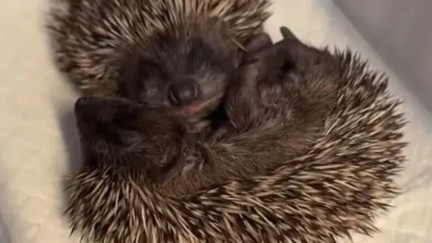 A baby hedgehog curled up with its eyes closed