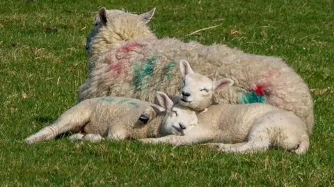 sheep and lamb