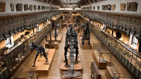 AFP via Getty Images Dinosaurs and bone collections inside the Natural History Museum in Paris.