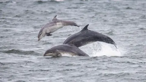 Three dophins leaping from the water
