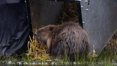 Beaver Trust A beaver near a black box