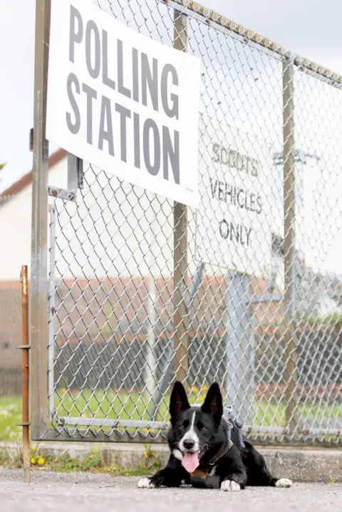 Ellen Cooper Loki, a black border collie, lying on the ground outside a polling station. His tongue is hanging out and there is chainlink fence behind him with a polling station sign on
