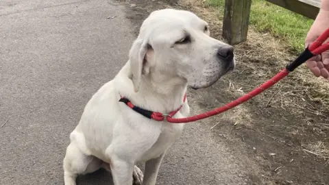 Toby the Labrador sits on a roadside.  He is on a red and black lead being held by someone out of shot