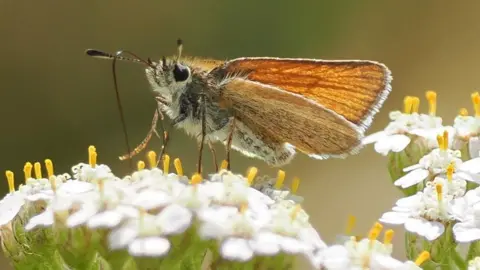 A Essex Skipper butterfly on a white flower at the former Nature's World site in Acklam. The butterfly is brown with a black colouring on the top of the antennas.