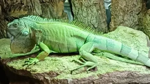 Dave Bigsby One of the reptiles resting on a rock at the shop