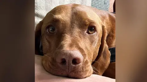 A close-up of Stanley, a brown Hungarian Vizsla, resting his chin on a pale cushion. The dog's face fills most of the frame, with amber eyes looking directly towards the camera and long ears falling to either side.