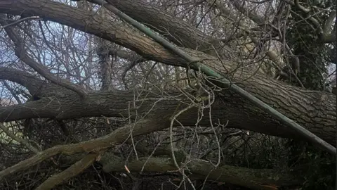 Tree fallen over, with trunk and branches, on path in the Stormont estate in Belfast