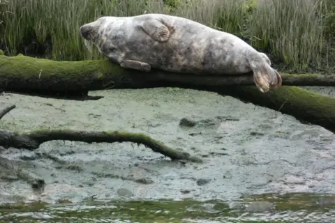 Alastair Mudie A large seal lying on a thick bit of tree over a stretch of water.