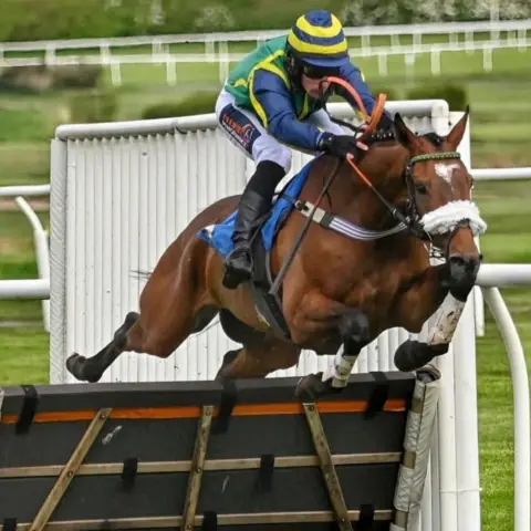 Offthebitphotography A horse with a noseband leaps over a hurdle with a jockey in blue, yellow and green on board