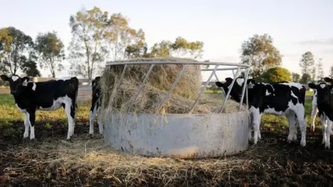 Getty Images Cows using a ring cattle feeder to eat hay (generic image).