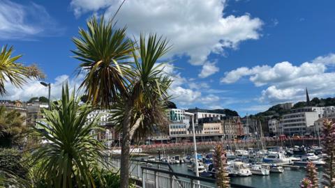 The harbour in Torquay with a palm tree in the foreground