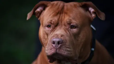 A brown XL bully, with amber eyes, a wrinkled face and small, triangular ears. It wears a collar. 