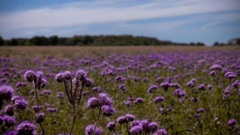 THURSDAY - A field of bright purple flowers stretches into the distance in a field near Newbury. On the horizon are a line of out-of-focus trees under a blue sky with white clouds