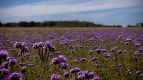 danmc_imagery THURSDAY - A field of bright purple flowers stretches into the distance in a field near Newbury. On the horizon are a line of out-of-focus trees under a blue sky with white clouds.