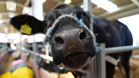 A close-up of a cow in a stand. It's nose is really near the camera. It has a rope ties around its nose and a yellow tag in its ear. It is standing on straw.