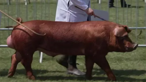A handler in a white coat leads a large reddish-brown pig around a grass show ring during a livestock judging display.