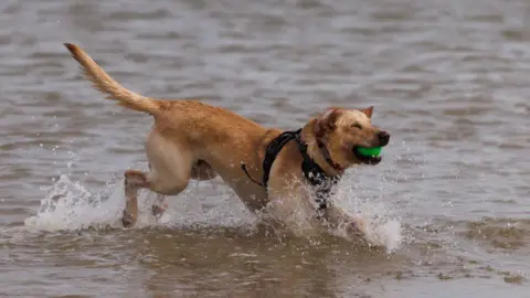 Dan Kitwood/Getty Images A dog in the sea