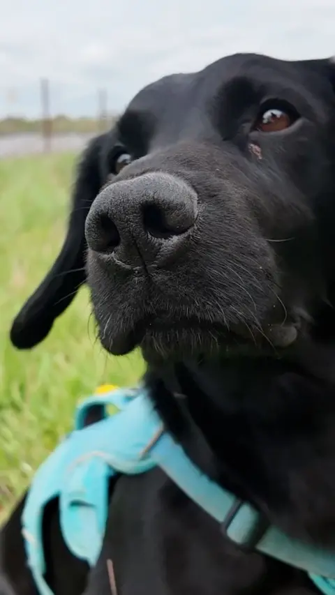 Close up image of a young black Labrador-spaniel cross, wearing a blue harness