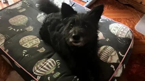 Stephanie Israel A small black dog lies on a black and white patterned cushion and looks up at the person taking his picture.