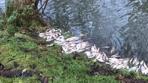 Nene Park Trust About 100 dead fish on river bank. They are silver fish such as roach, rudd and skimmer bream. 