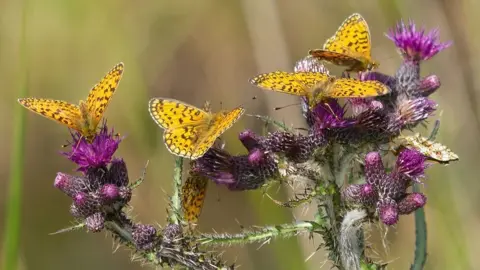 butterflies