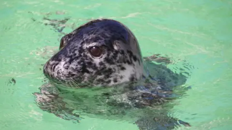 Sea Mammal Research Unit A closeup of Trish, the seal, in water.