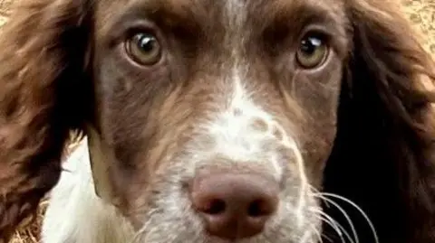 Anne-Marie Millard The clos-up face of a brown and white dog whose eyes are wide open and has whiskers.