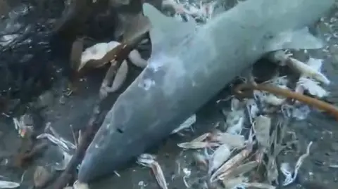 Dead fish and prawns in a still taken from underwater footage taken of the seabed at Dunvegan. 