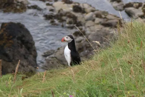 Iain Macdonald A puffin stands in short grass on a coastal cliff above a rocky shoreline. The black-and-white seabird faces sideways, showing its distinctive orange beak, with the sea and rocks visible below.