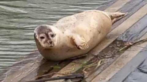Seal 