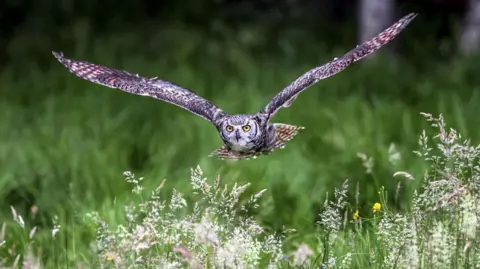 Getty Images A brown-coloured owl flying across a field.