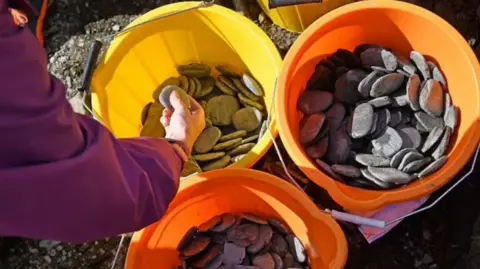 AFP via Getty Images Shows several bright buckets filled with smooth, flat stones, with a person selecting one from a yellow bucket.