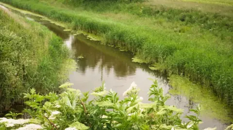 Meandering stream surrounded by fields and vegetation including white elder flowers