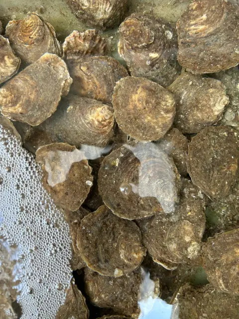 North Bay Innovations Shells in water with bubbles at the left side.