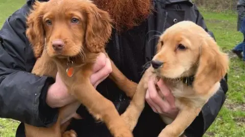 Two puppies looking into the distance being held by a man with a ginger beard. 