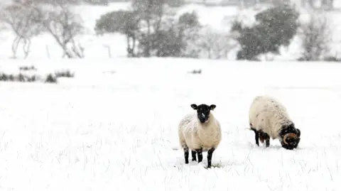 Pacemaker Two sheep are positioned in a heavily snow-covered field in County Antrim