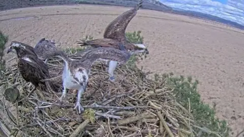 Ospreys in a nest fighting off an interloper