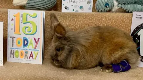 A rabbit sat on some stairs surrounded by birthday cards with "15 today" on them.
