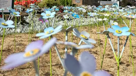 St Richard's Hospice Blue and purple metal forget-me-not flowers seen at ground level planted in a garden.