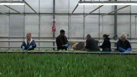 Five people - three men and two women, stand at a table processing flowers under strip lights inside a large glass house. They are dressed in warm clothes and wear blue gloves. In the foreground, green plants are growing. 