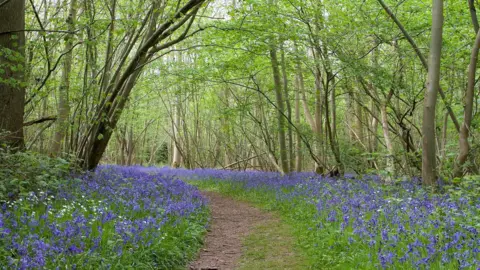 A daylight photo of a curving path through a woodland, with the light visible through a thin canopy of trees. To either side of the path are thick growths of bluebell flowers.