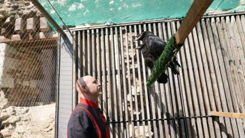 Historic Royal Palaces A general view of Ravensmaster Chandler with two new raven chicks. He is wearing a black and red cloak a