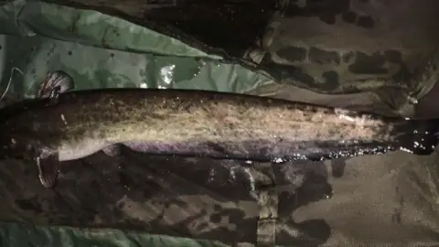 A catfish lying dead on some green material