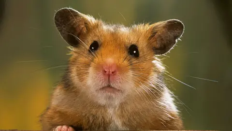 Stock image of a brown hamster staring straight at the camera.