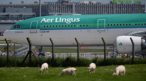 Four sheep eating grass in the foreground of the photo, with an Aer Lingus plane in the background at Dublin Airport