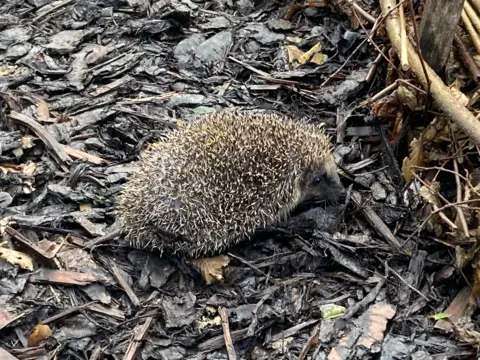 A hedgehog is walking about on a bed of bark and sticks in an outside setting