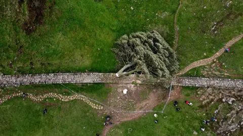 Reuters Aerial view of a tree lying across a wall