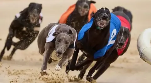 Getty Images Greyhounds racing on a sandy surface with bibs on.